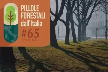 Pillole forestali dall’Italia #65 - Alberi, foreste, cambiamenti e altre notizie di marzo