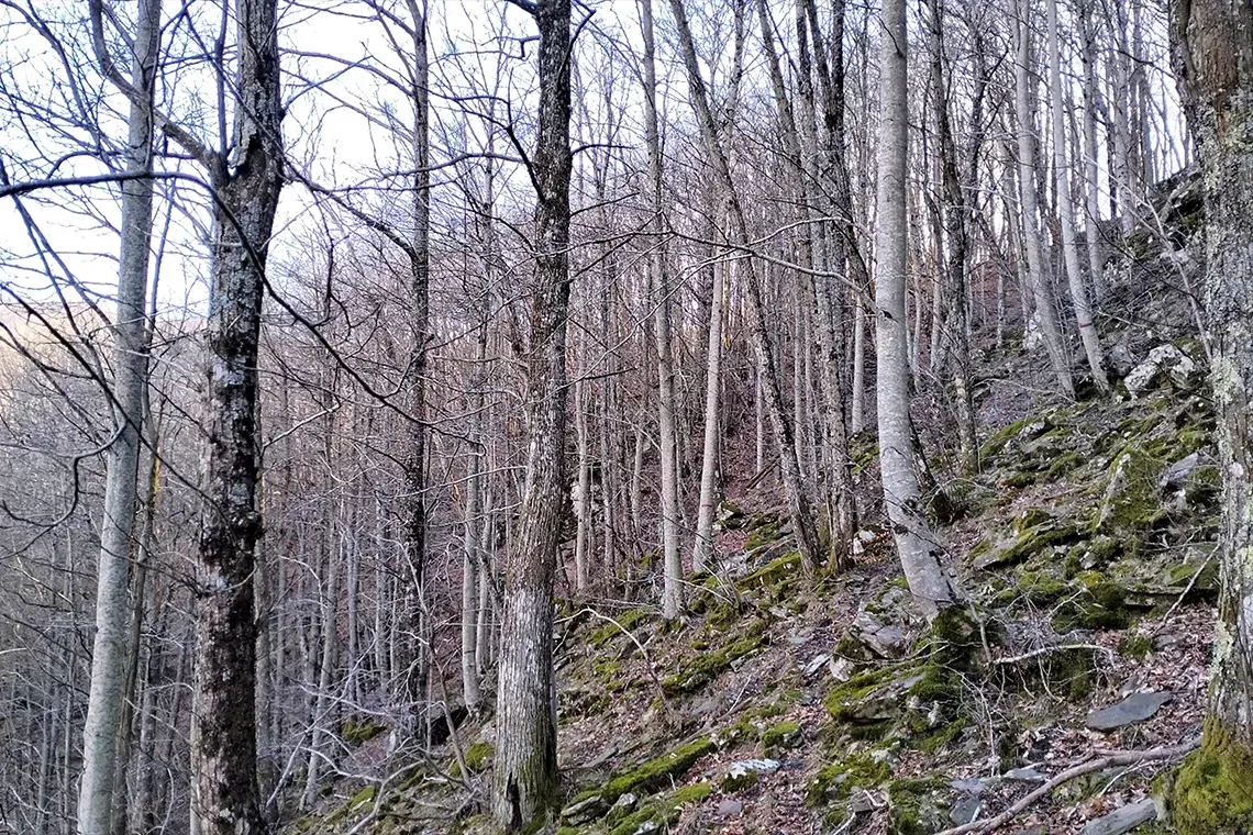 Chiarezza su competenza e professionalità dei Carabinieri forestali