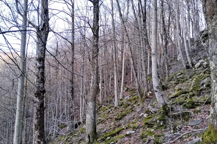 Chiarezza su competenza e professionalità dei Carabinieri forestali