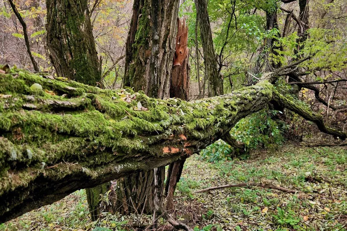 “La terza via delle foreste”, su Il Tascabile un articolo ripercorre le tappe che negli ultimi decenni hanno portato ad una selvicoltura più vicina alla natura e ad una gestione forestale basata sull’integrazione