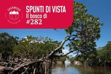 Il bosco di mangrovie in Mozambico di Elisabetta Candeago