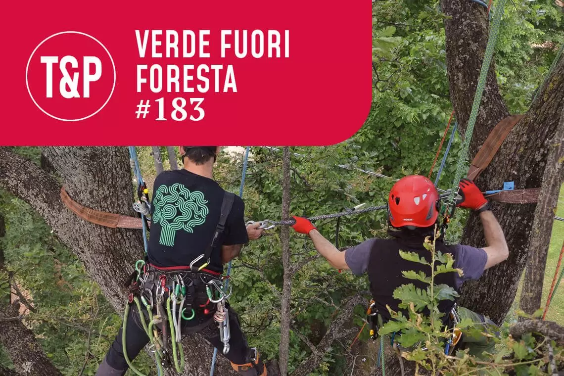 Spunti di riflessione sul consolidamento arboreo in ambiente urbano