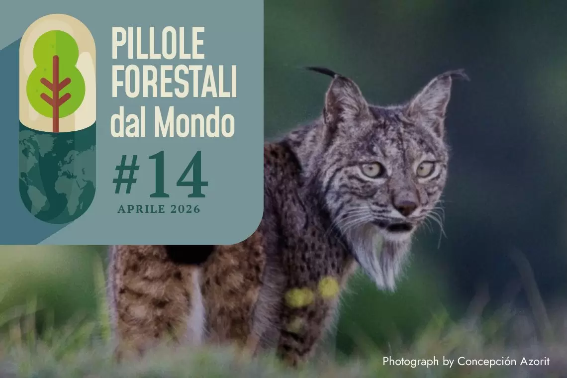 Pillole forestali dal mondo #14