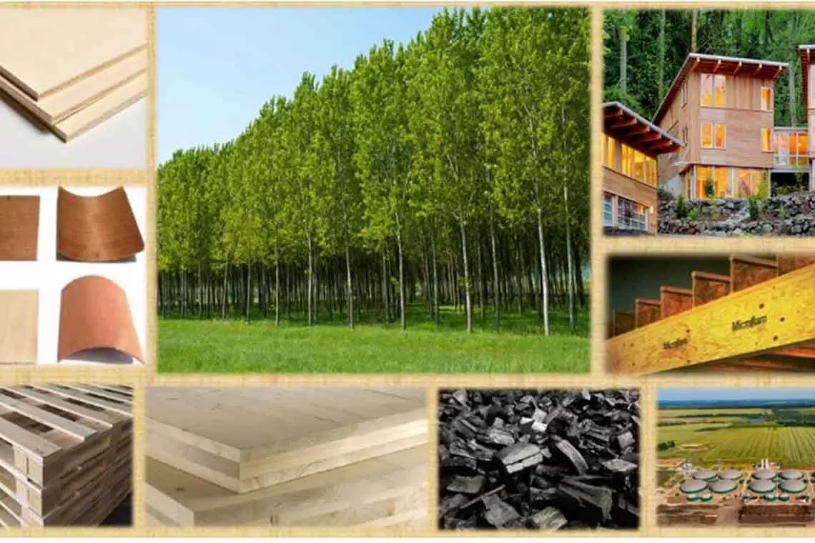 Usi alternativi del legno di pioppo