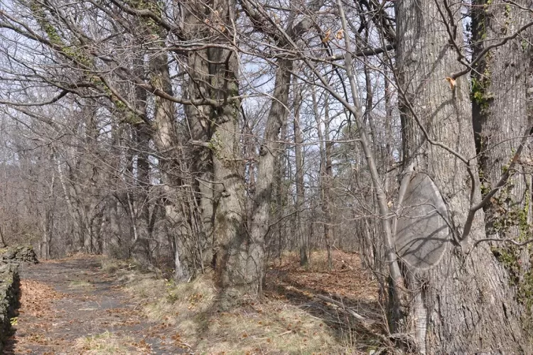 Castagno da legno o da frutto? Agricoltura, selvicoltura o agroforestry?  …ma è proprio necessario scegliere?