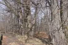 Castagno da legno o da frutto? Agricoltura, selvicoltura o agroforestry?  …ma è proprio necessario scegliere?