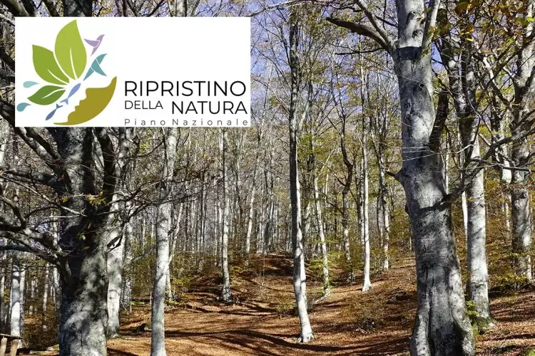 Parte la fase di consultazione sul Piano Nazionale di Ripristino della Nature Restoration Law: partecipare può essere decisivo per il settore forestale