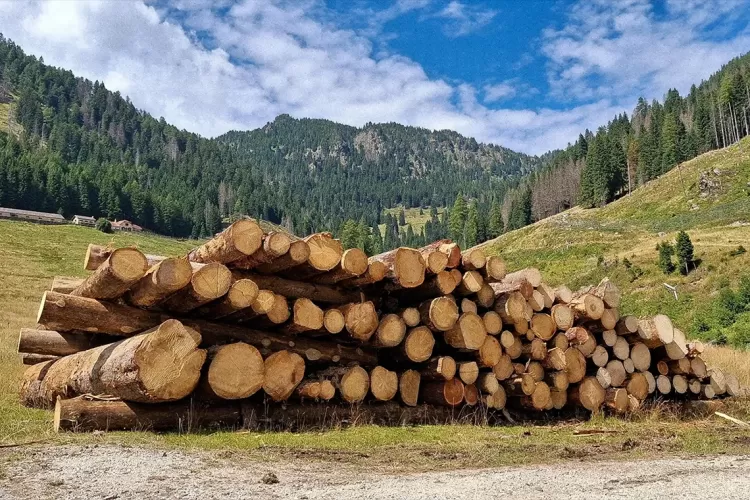 Brevi note sulle implicazioni della deforestazione zero per il settore foresta-legno