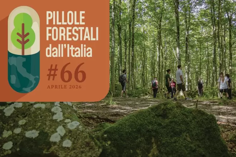 Pillole forestali dall’Italia #66 - Terapia forestale, comunicazione, e altre notizie di aprile