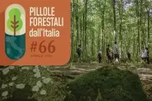 Pillole forestali dall’Italia #66 - Terapia forestale, comunicazione, e altre notizie di aprile