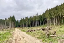 Cambiamento climatico, Vaia, bostrico: quale futuro per le foreste alpine?