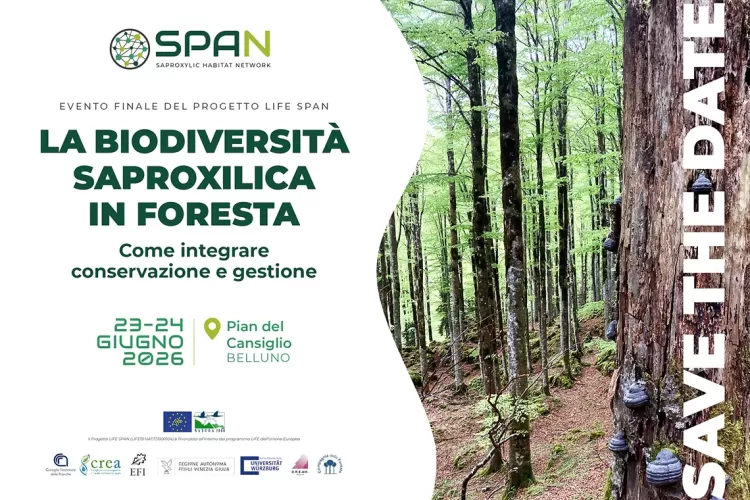 Save the date, evento finale del progetto LIFE SPAN sulla biodiversità saproxilica in foresta, tra gestione e conservazione