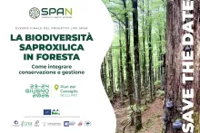 Save the date, evento finale del progetto LIFE SPAN sulla biodiversità saproxilica in foresta, tra gestione e conservazione
