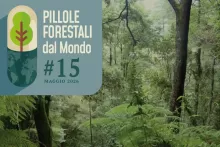 Pillole forestali dal mondo #15 - Dagli alberi fuori foresta in Galles ai tagli nelle foreste pubbliche USA