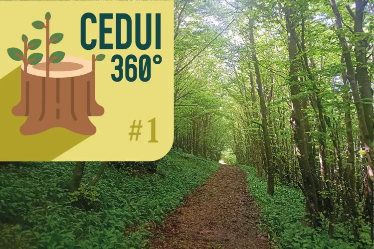Ceduo e Natura 2000: tra vincoli e gestione possibile