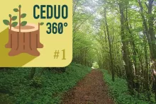 Ceduo e Natura 2000: tra vincoli e gestione possibile