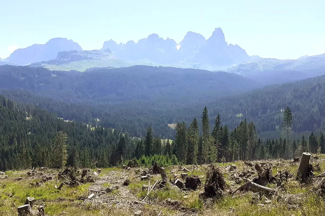 Cambiamento climatico, Vaia, bostrico: quale futuro per le foreste alpine? Due giornate di congresso a Padova
