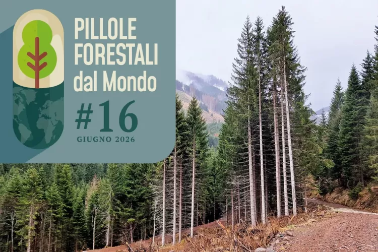 Pillole forestali dal mondo #16 - Dalla gestione attiva contro i mega-incendi in Canada alla riduzione dei prelievi legnosi in Malesia