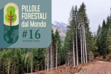 Pillole forestali dal mondo #16 - Dalla gestione attiva contro i mega-incendi in Canada alla riduzione dei prelievi legnosi in Malesia
