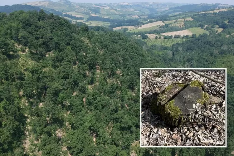 Conversione da fustaia a ceduo? Un caso giudiziario in Oltrepò Pavese pone un grande quesito tecnico, rischiando di creare un precedente