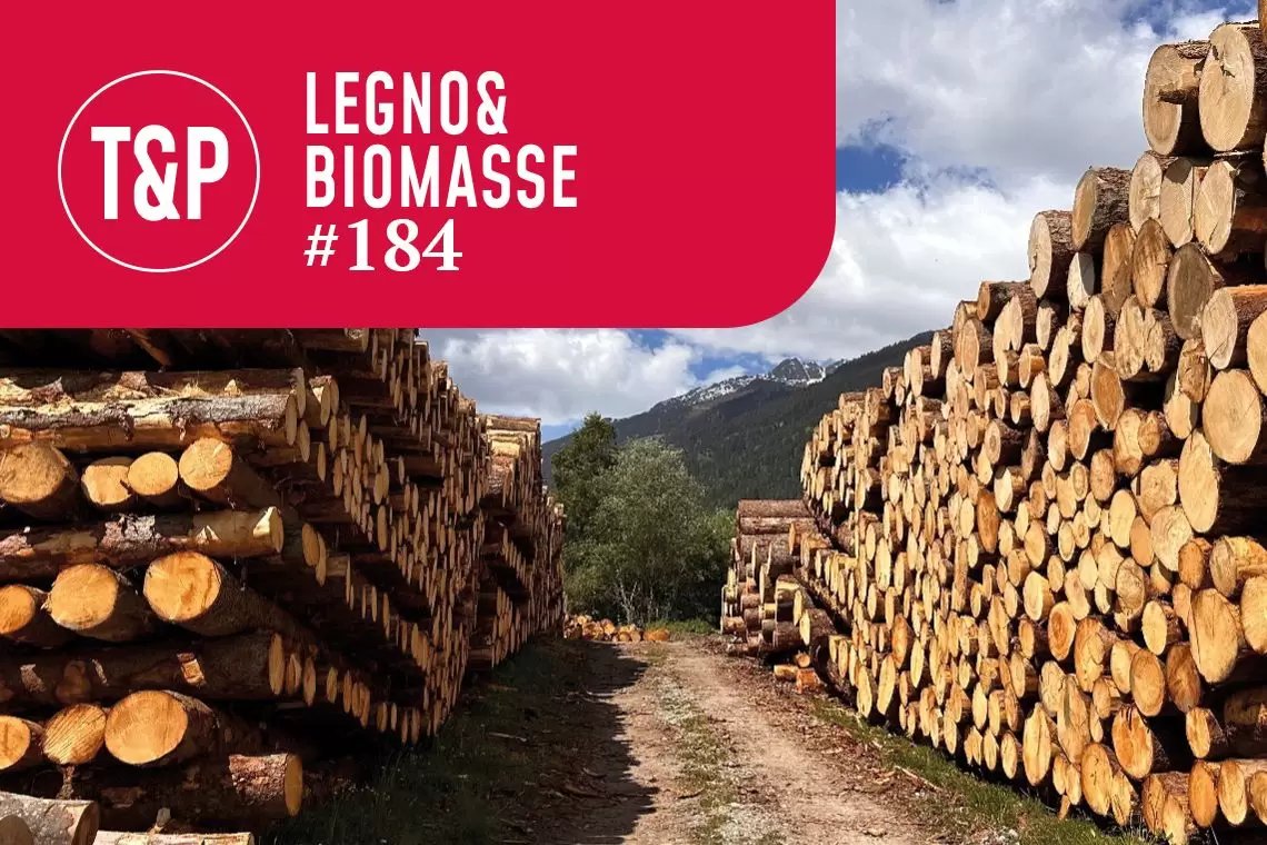 Tra bosco e segheria: dove si costruisce – e si perde – il valore? Il valore del legno si gioca anche nella qualità del dialogo
