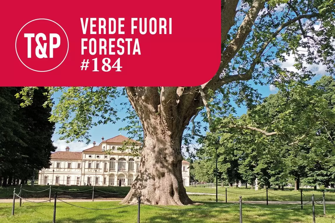 La carta della vulnerabilità arborea della Città di Torino. Uno strumento strategico per la gestione della foresta urbana