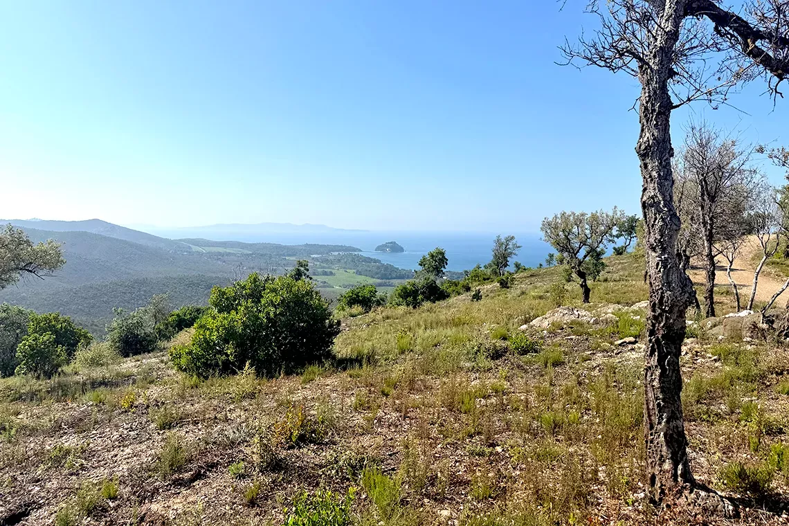 Giovani e foreste del Mediterraneo: un questionario per dare voce alla nuova generazione