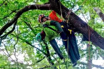 Raccolta dati sugli incidenti che avvengono durante le operazioni di arboricoltura