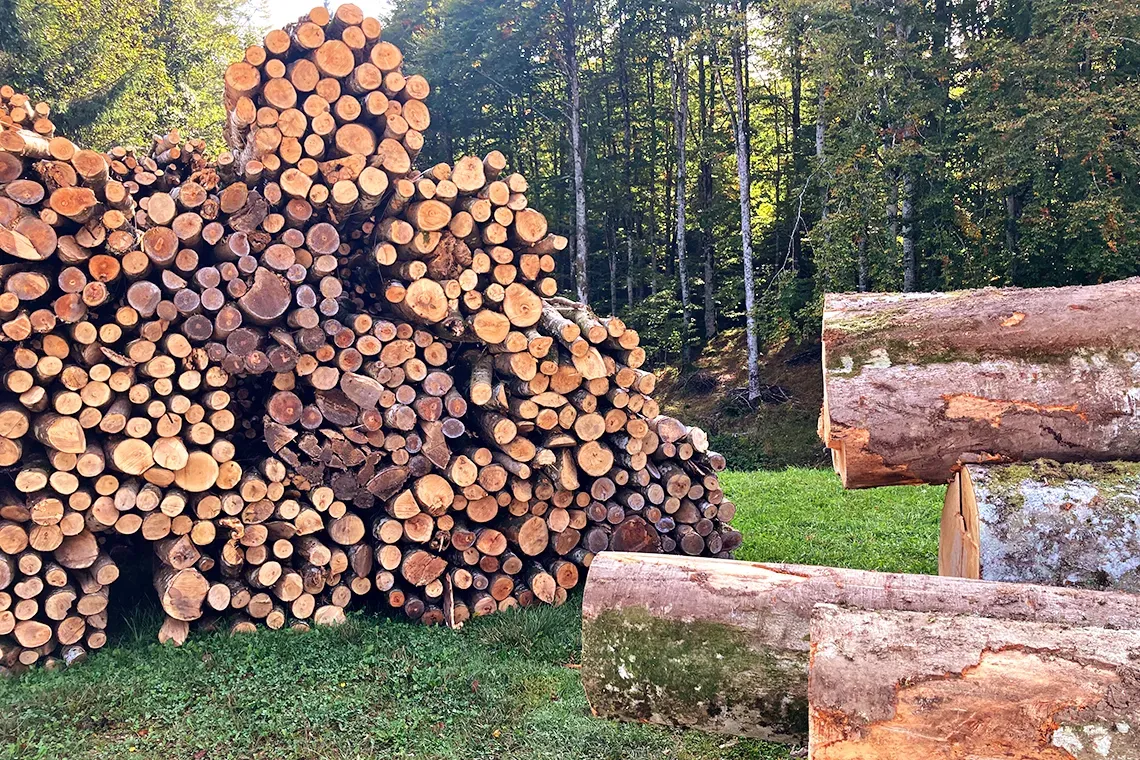 Avviso di gara per la vendita di 10 lotti di bosco in piedi nel Comune di Cavriglia