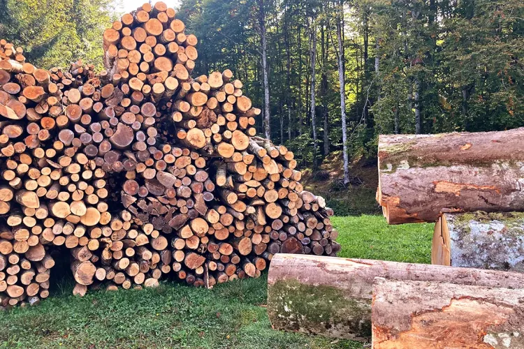Avviso di gara per la vendita di 10 lotti di bosco in piedi nel Comune di Cavriglia