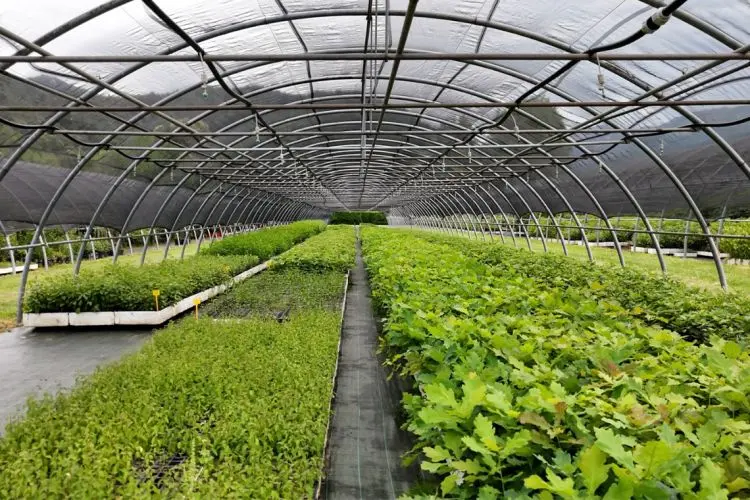 Vivaistica forestale in Piemonte: una strategia ad ampio raggio per creare boschi più resistenti e resilienti