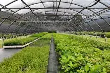 Vivaistica forestale in Piemonte: una strategia ad ampio raggio per creare boschi più resistenti e resilienti