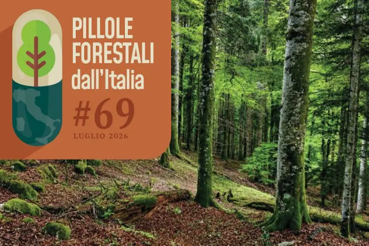 Pillole forestali dall’Italia #69 - Boschi vetusti, piantagioni, incendi (e altre notizie di luglio)
