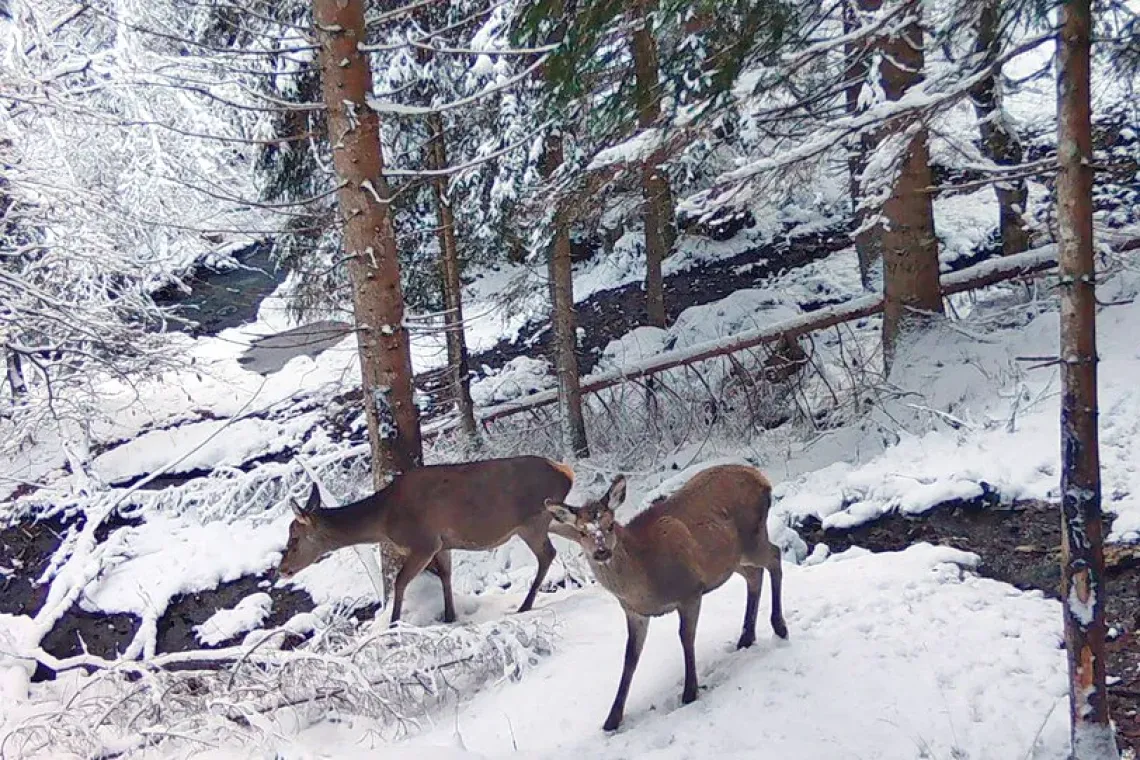 Master di II livello sulla fauna selvatica: a Udine un percorso per affrontare le sfide della conservazione e della convivenza con le attività umane