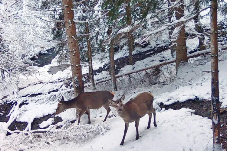 Master di II livello sulla fauna selvatica: a Udine un percorso per affrontare le sfide della conservazione e della convivenza con le attività umane