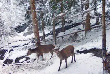 Master di II livello sulla fauna selvatica: a Udine un percorso per affrontare le sfide della conservazione e della convivenza con le attività umane