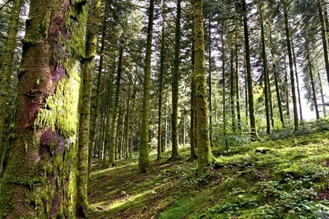 Agevolazioni fiscali per l’attivazione della gestione forestale: un confronto tra il sistema francese e le attuali prospettive italiane