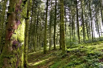 Agevolazioni fiscali per l’attivazione della gestione forestale: un confronto tra il sistema francese e le attuali prospettive italiane