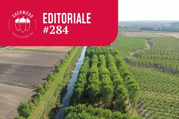 Piantagioni da legno: una scelta strategica che l’Italia non può più rinviare