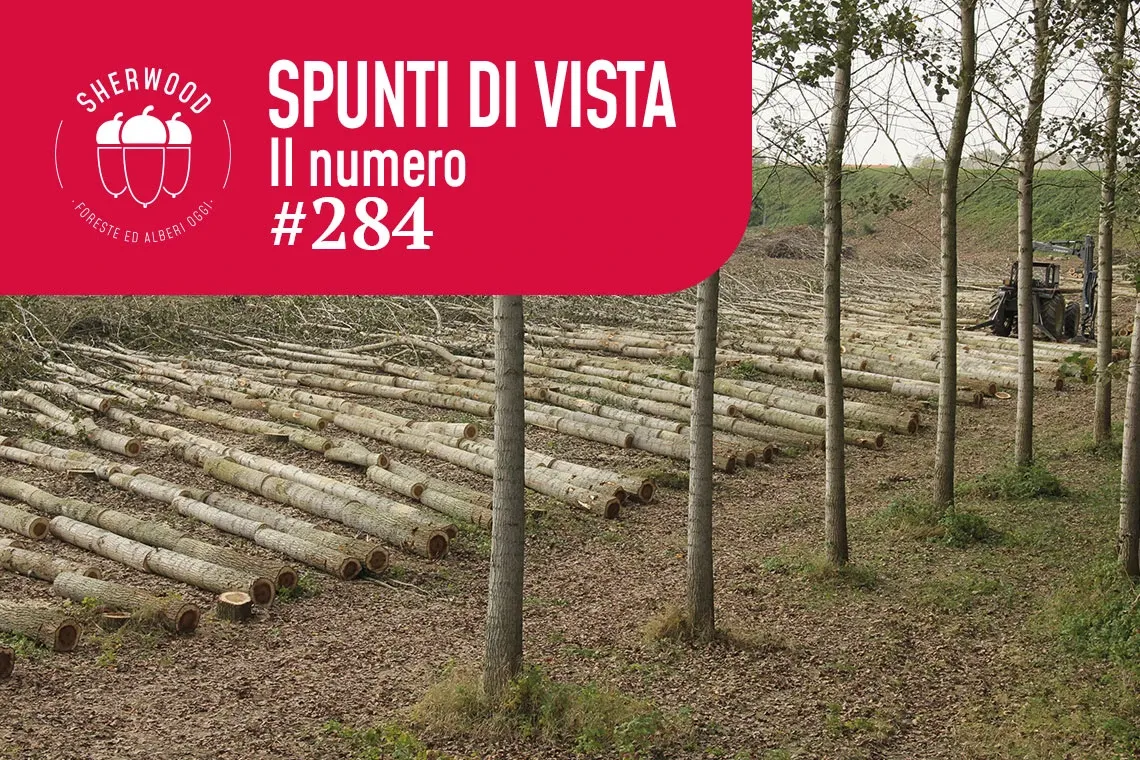 Obiettivo 100.000 ettari: la sfida della pioppicoltura