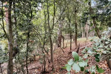 Amare riflessioni di un professionista dopo un processo penale di natura forestale