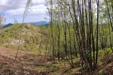 Comunicare e confrontarsi sulla complessità forestale. Letture interdisciplinari e strumenti di partecipazione del Gruppo di Lavoro SISEF “Boschi Cedui”