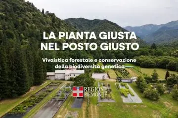 Vivaistica forestale in Piemonte: due video per comprendere come piantare "La pianta giusta nel posto giusto, raccolta nel giusto popolamento"