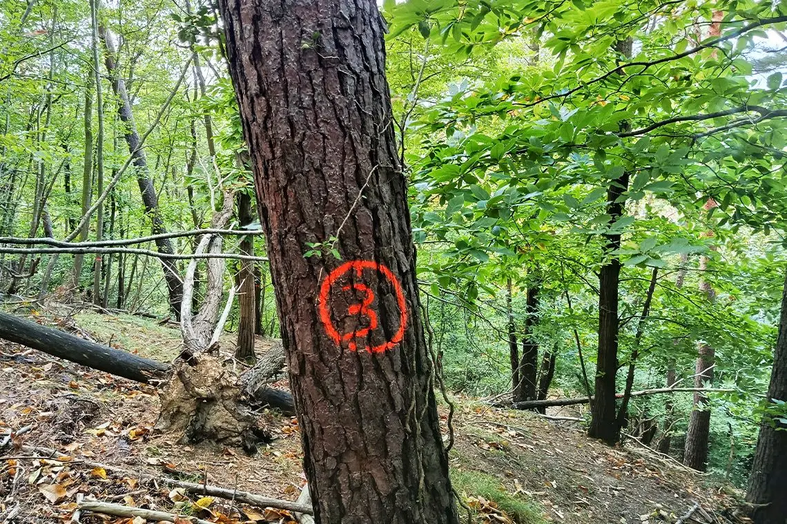 Amare riflessioni di un professionista dopo un processo penale di natura forestale