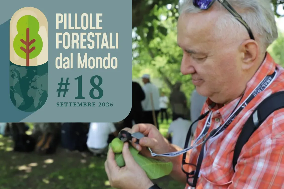 Pillole forestali dal mondo #18
