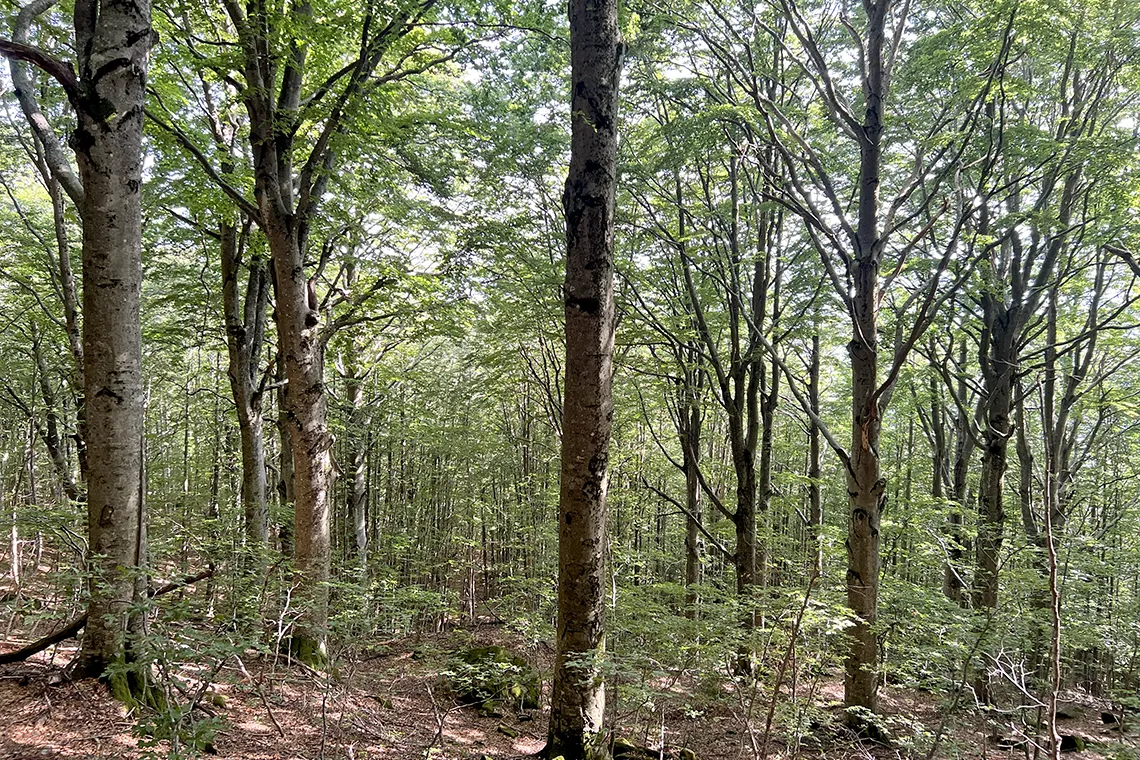 Programmazione dei lotti boschivi nelle proprietà silvo-pastorali del Friuli Venezia Giulia per il biennio 2026-2028