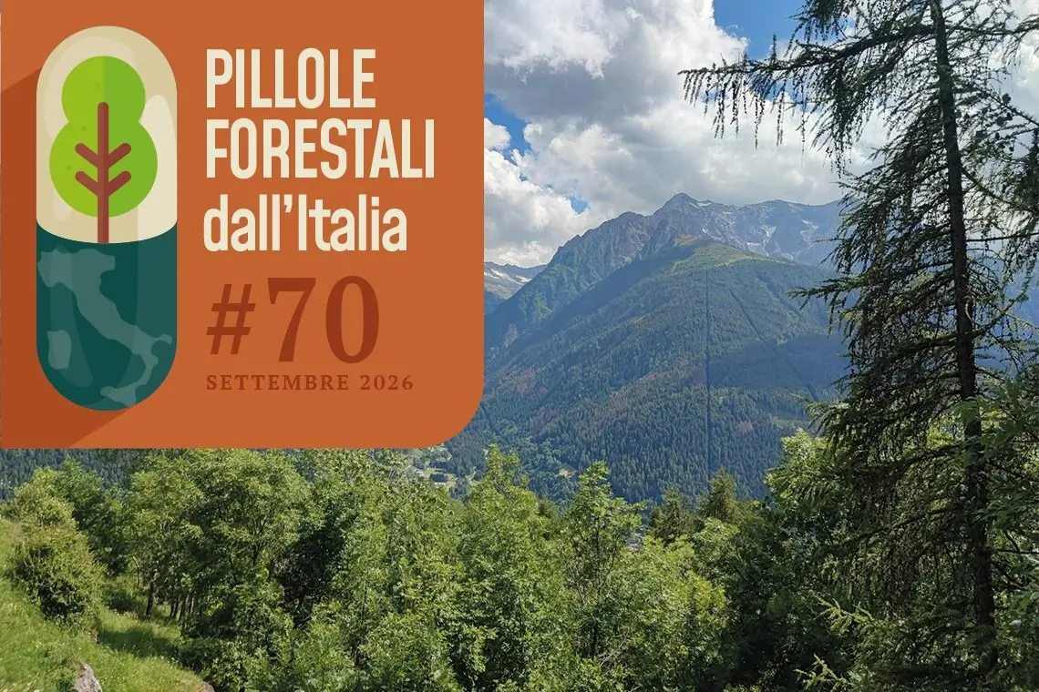 Pillole forestali dall’Italia #70 - La filiera legno tra leggi, mappature e investimenti (e altre notizie di settembre)