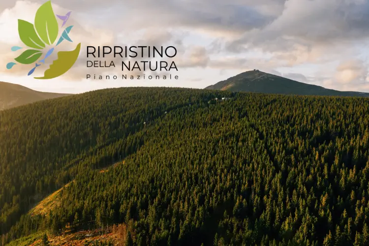 Nature Restoration Law: l'Italia ha consegnato la bozza del Piano Nazionale di Ripristino. Meno foreste da rinaturalizzare e meno rigidità sulle misure