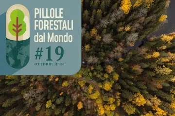 Pillole forestali dal mondo #19 - Biomassa per 30.000 case e crediti di carbonio per piantagioni produttive