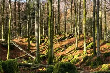 Valutazione qualitativa del legno: due giornate di formazione a Udine